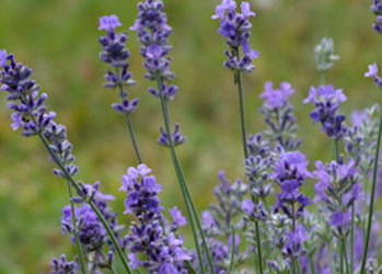 Fleurs de lavande
