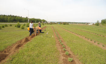 Plantation de lavande